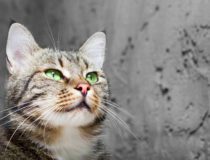 Purrfect: A Guide to Grooming Cats with Long Whiskers