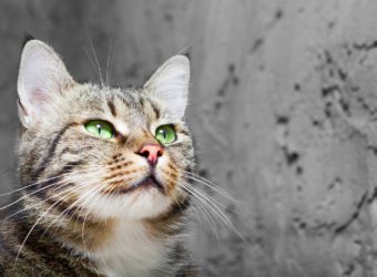 Purrfect: A Guide to Grooming Cats with Long Whiskers